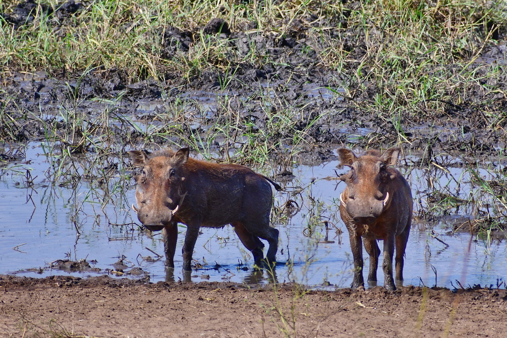 Tarangire NP